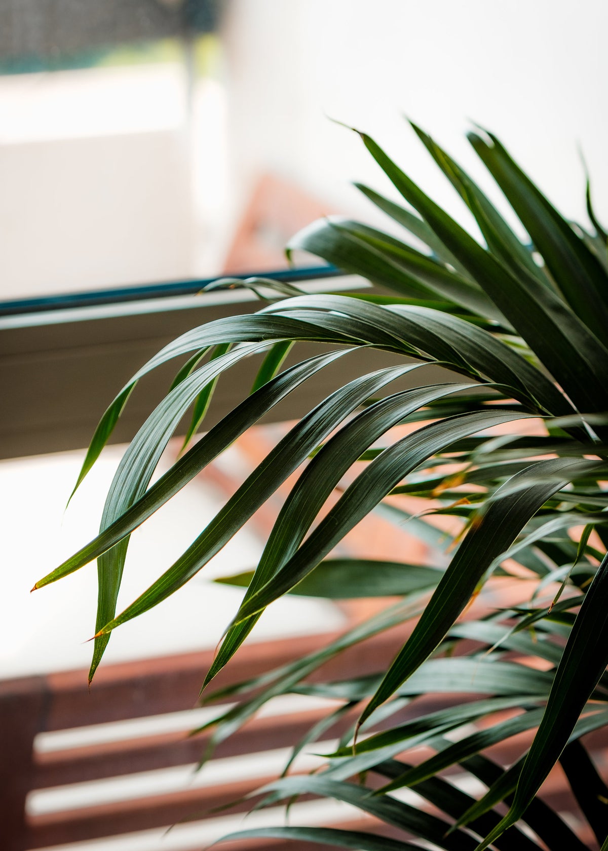 Plants