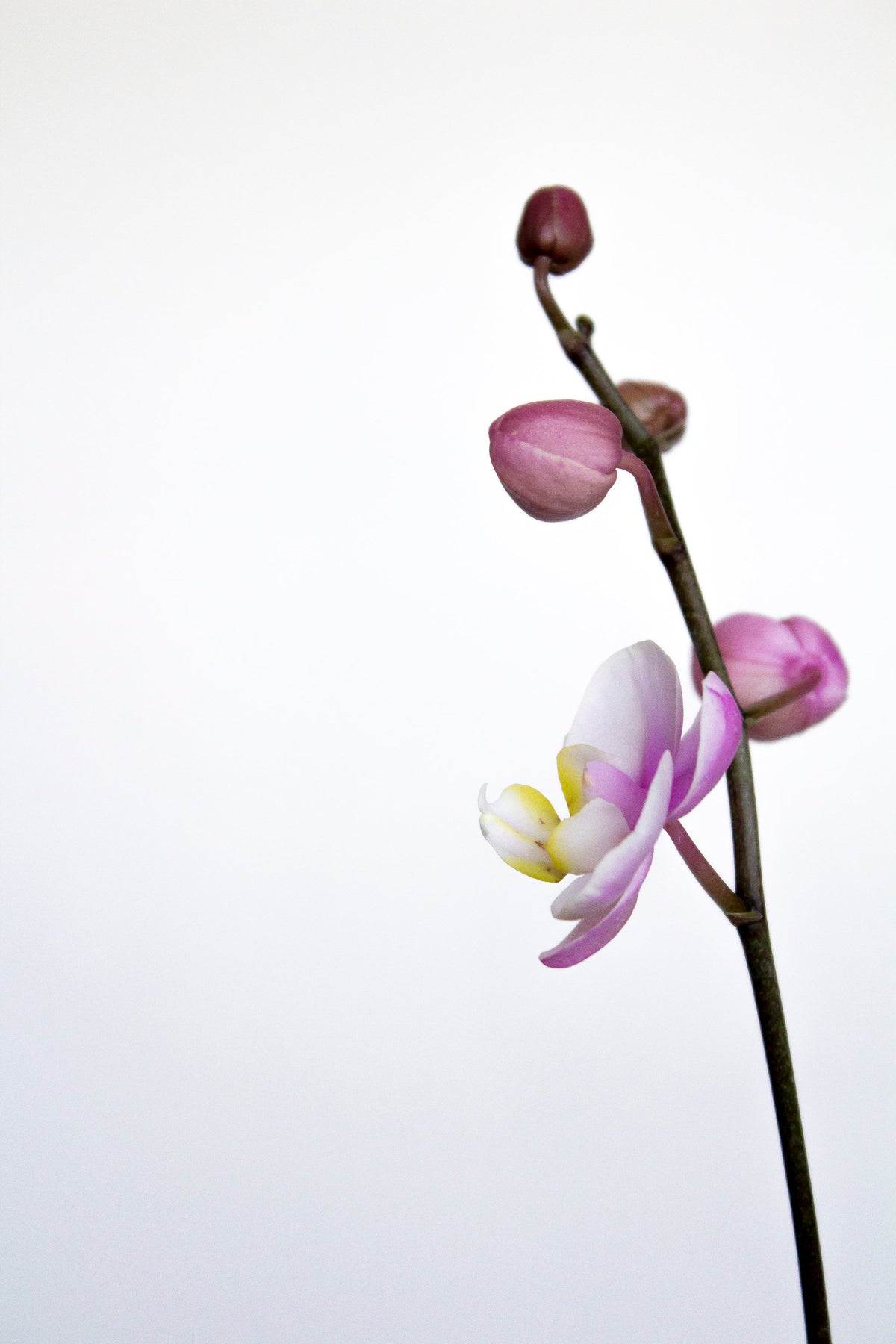Orchids