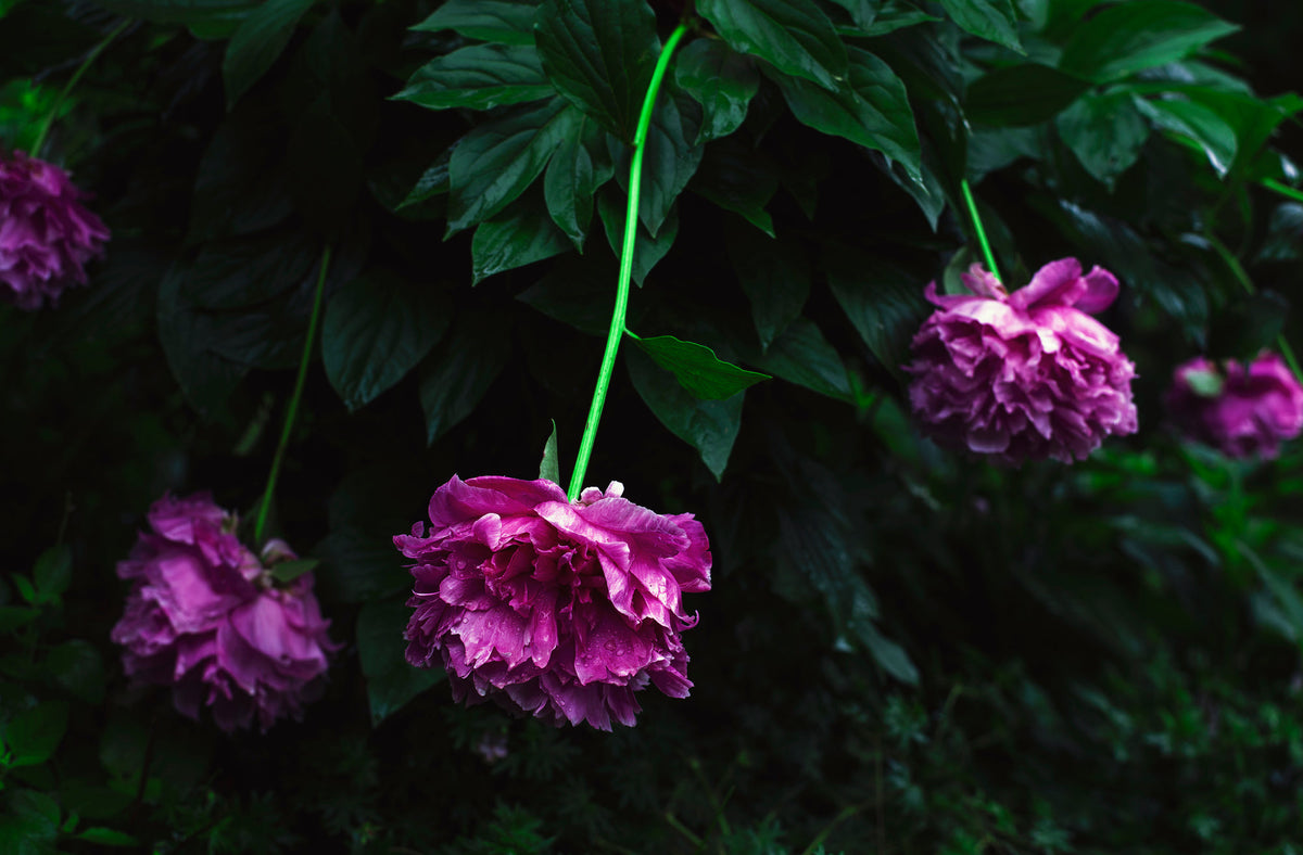 Peonies