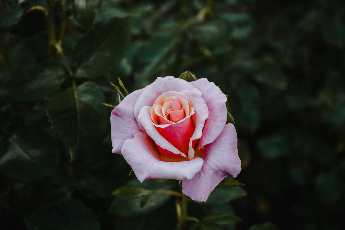 Roses