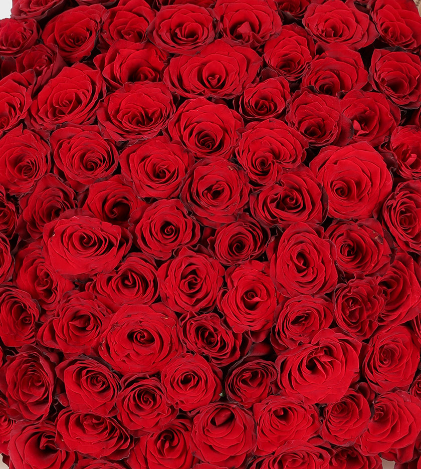 100 Red Roses