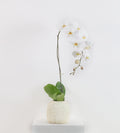 Urban orchid