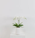 Petite orchid