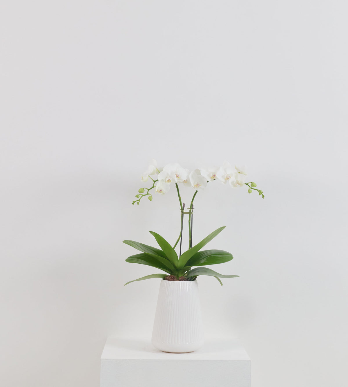 Petite orchid