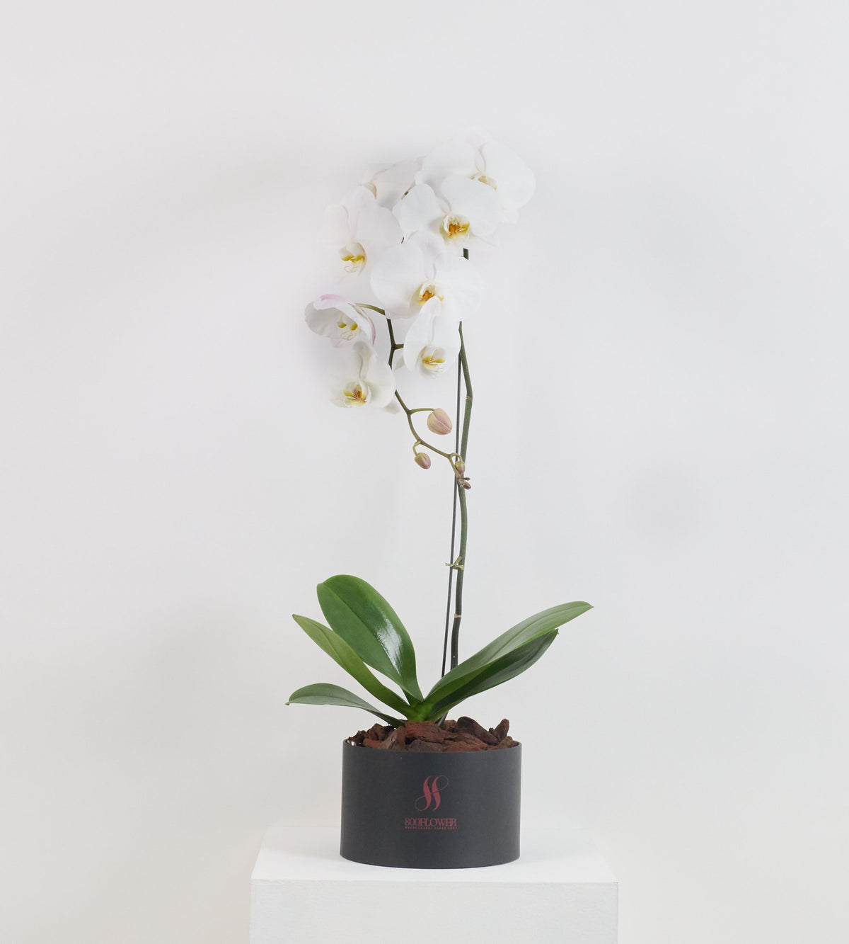 Solo Bloom