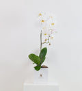 Signature Orchid