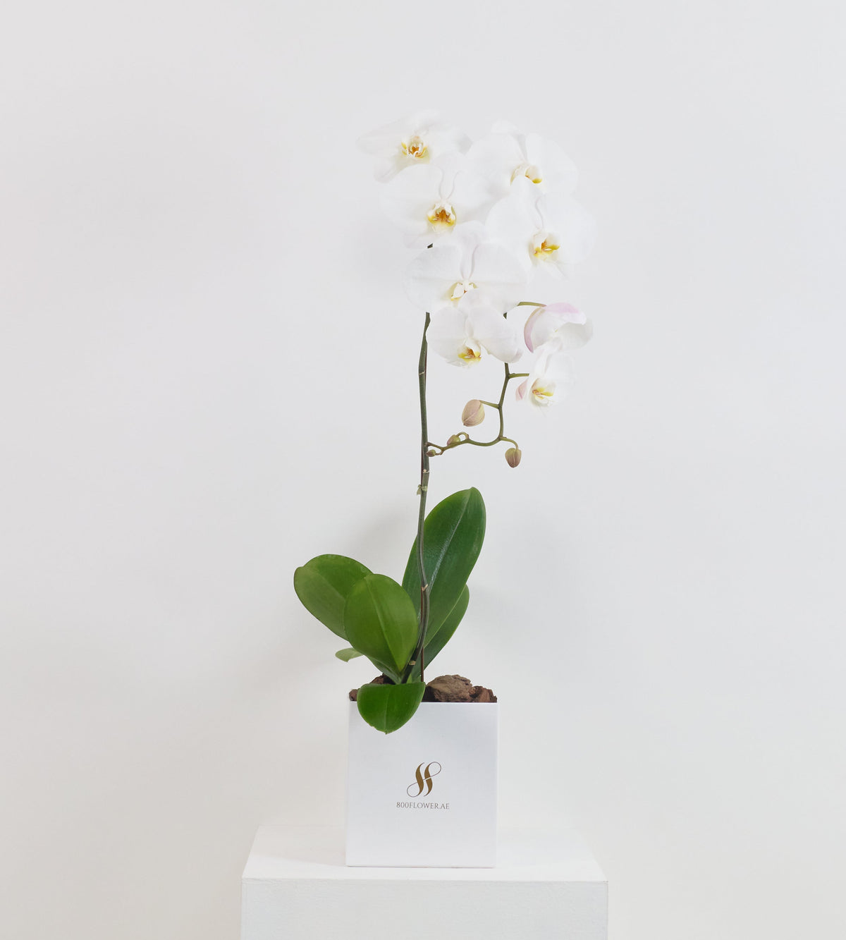 Signature Orchid