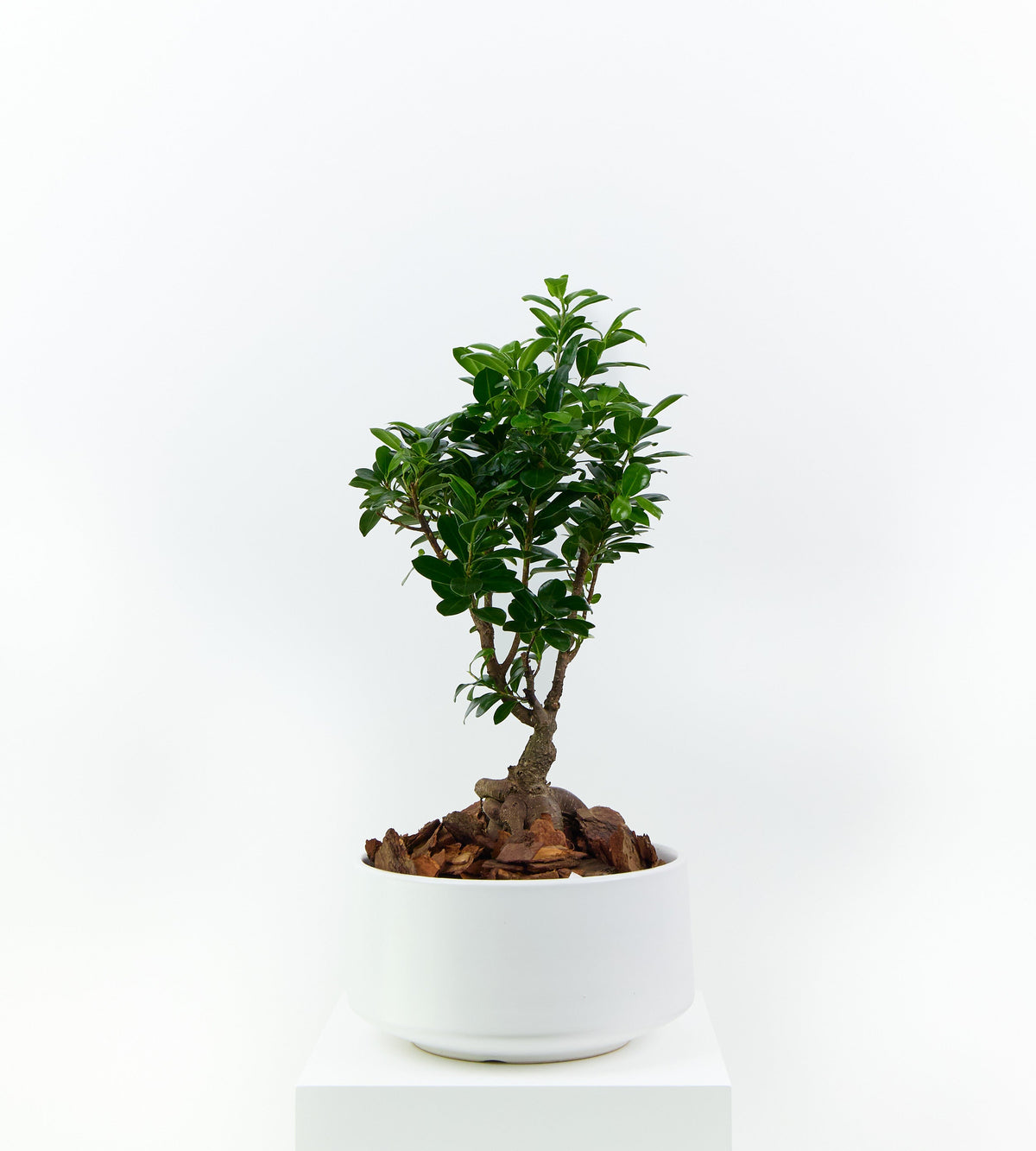 Bonsai