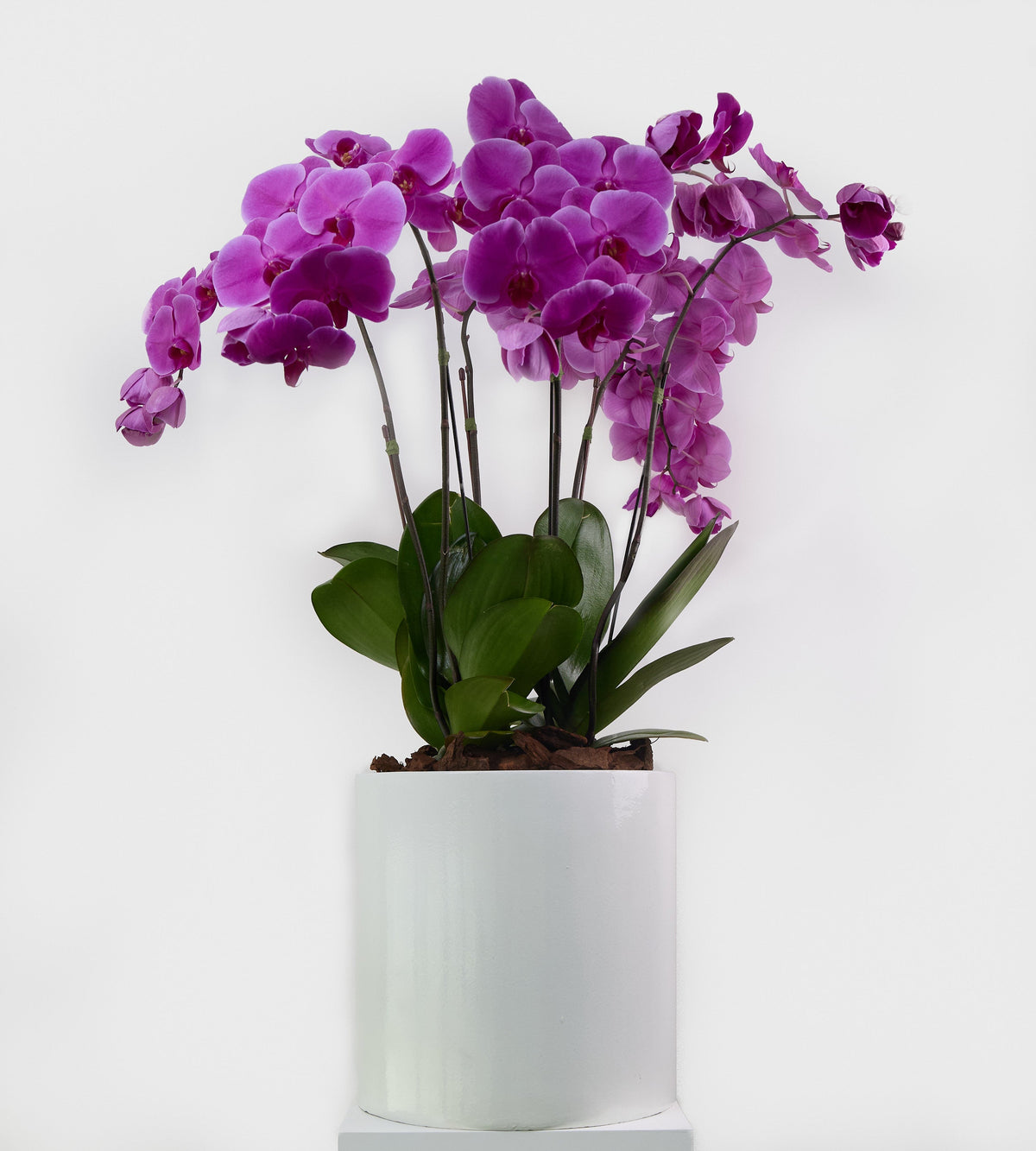 Enchanted Orchid
