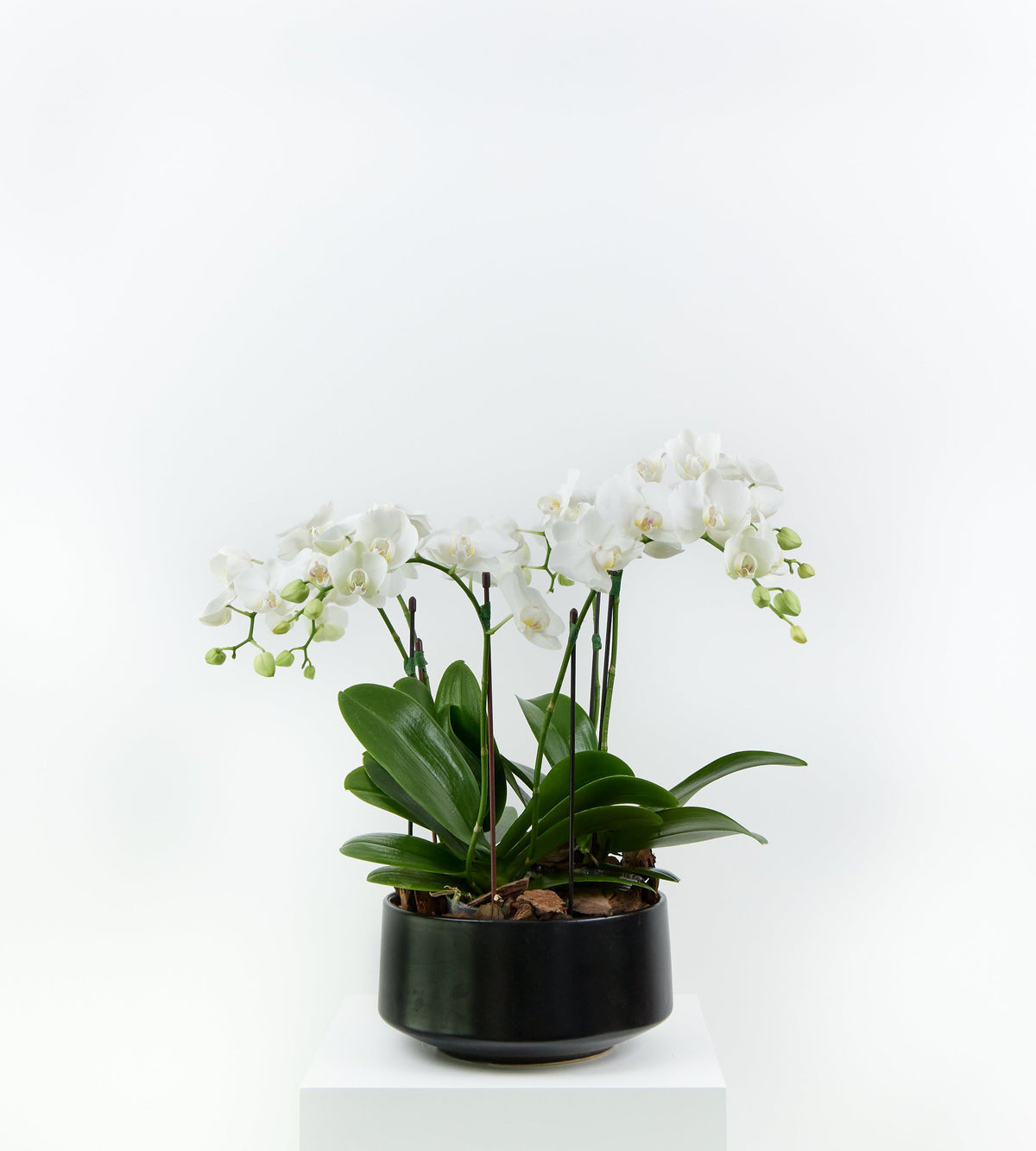 Mini Orchid in Black Pot