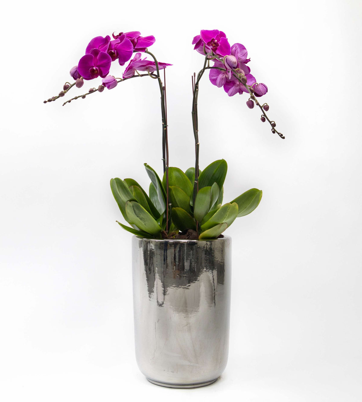 Orchid Bloom