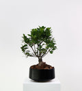Serenity Tree
