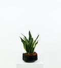 Snake Plant