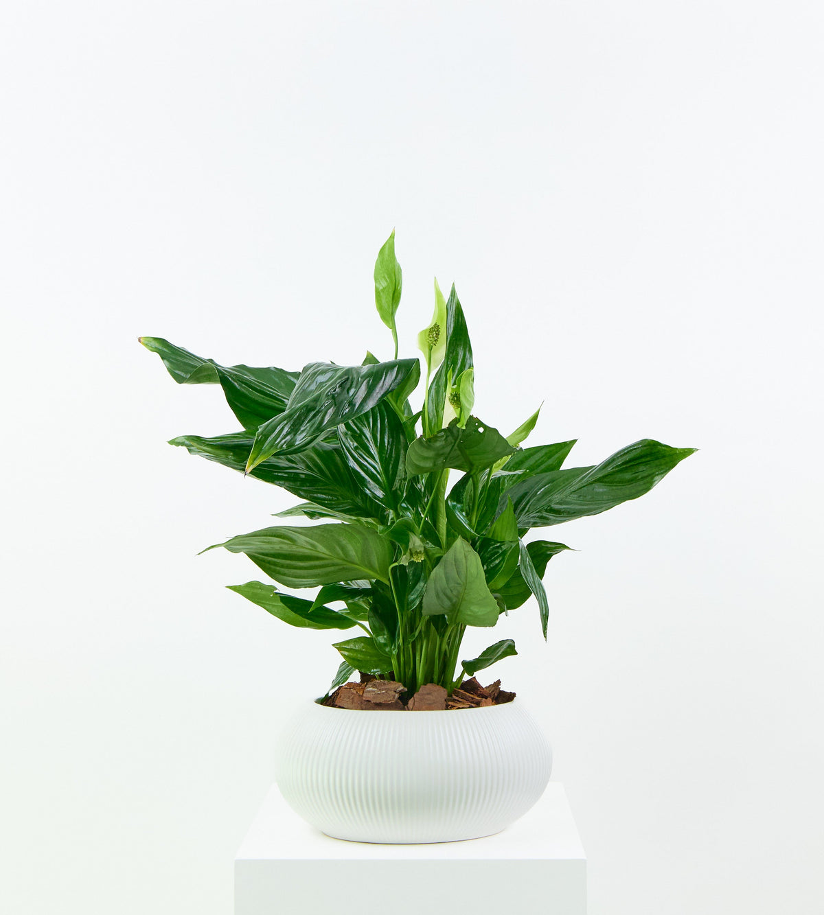 Spathiphyllum (Peace Lily)