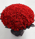 500 Red Roses