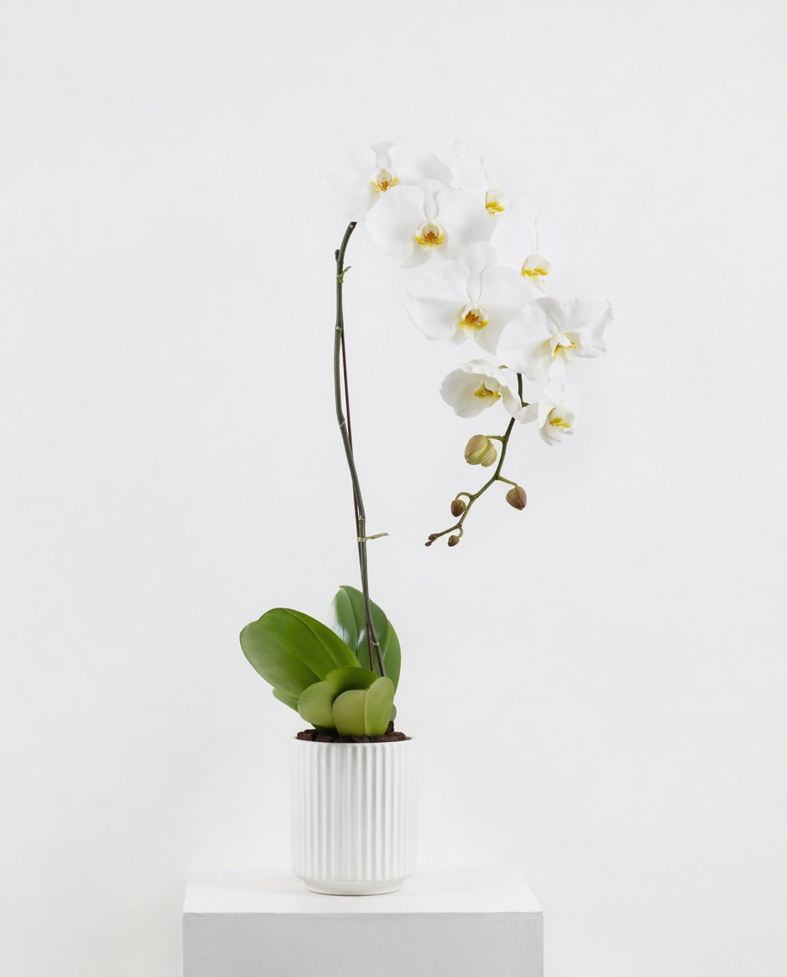 Orchid in White Ceramic