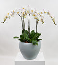 The Grand Orchid