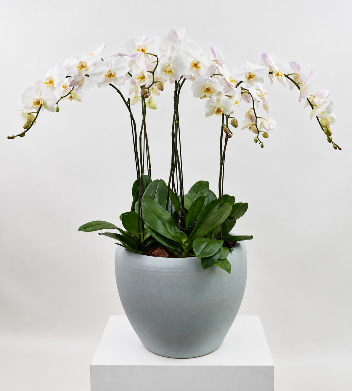 The Grand Orchid
