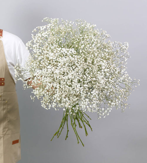 25 Stem Gypsophila Excellence