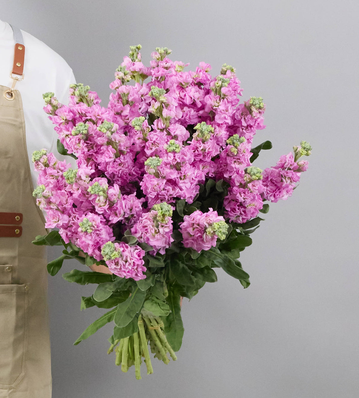 20 Stem Matthiola Iron Pink