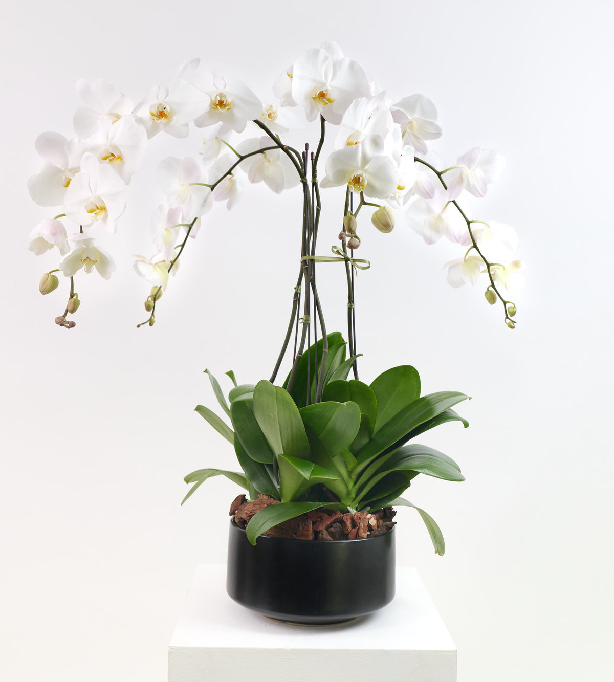 Orchid Splendor